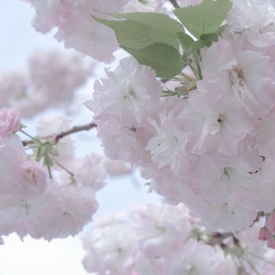 兽设性格设定技巧Furry群